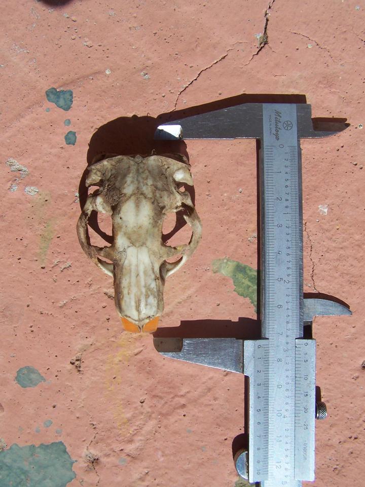 DORSAL DORSAL